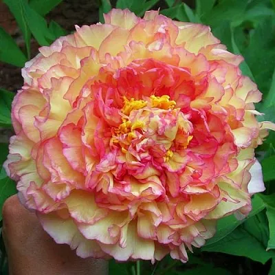 Пионы древовидные в Перми