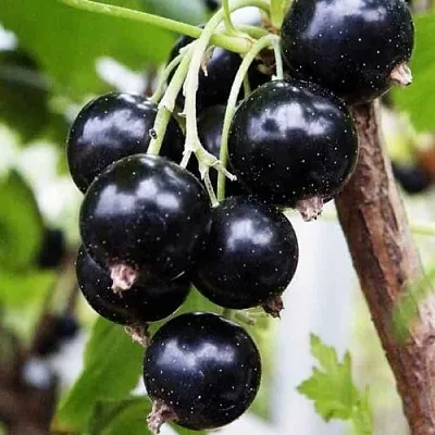 Смородина чёрная ДЕЛИКАТЕСНАЯ в Перми