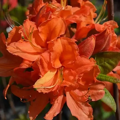 Азалия МАНДАРИН ЛАЙТС листопадная  Азалия МАНДАРИН ЛАЙТС листопадная в Перми