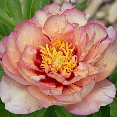 Пион КЭЛЛИС МЕМОРИ ито-гибрид  Пион КЭЛЛИС МЕМОРИ ито-гибрид в Перми