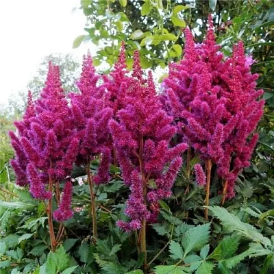 Астильба ВИЖНС китайская в Перми