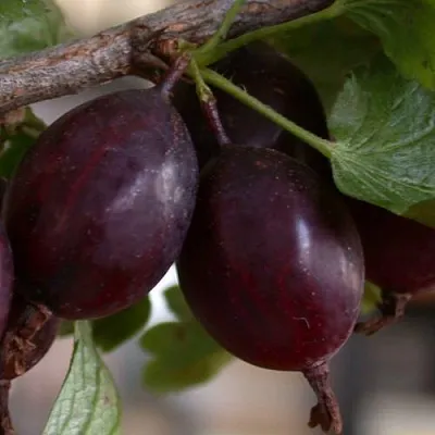 Крыжовник ЧЕЛЯБИНСКИЙ СЛАБОШИПОВАТЫЙ  Крыжовник ЧЕЛЯБИНСКИЙ СЛАБОШИПОВАТЫЙ в Перми