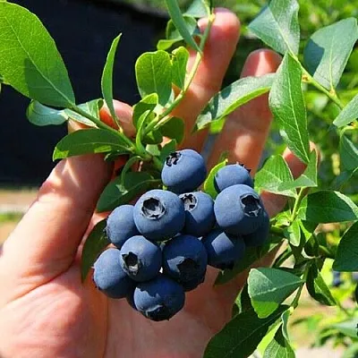 Голубика НОРТ КАНТРИ в Перми