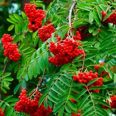 Рябина ПЛАКУЧАЯ сладкоплодная  Рябина ПЛАКУЧАЯ сладкоплодная в Перми