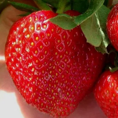 Клубника МАГНУС  Клубника МАГНУС в Перми