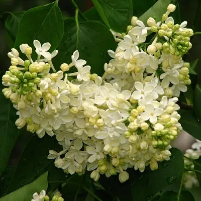 Сирень ПРИМРОУЗ  Сирень ПРИМРОУЗ в Перми