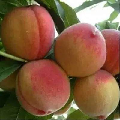 Персик ТУРИСТ  Персик ТУРИСТ в Перми