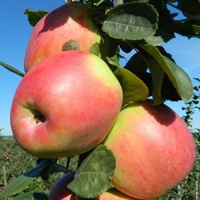 Яблоня БРЯНСКОЕ РОЗОВОЕ  Яблоня БРЯНСКОЕ РОЗОВОЕ в Перми