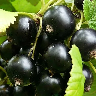Смородина черная ЭБОНИ в Перми