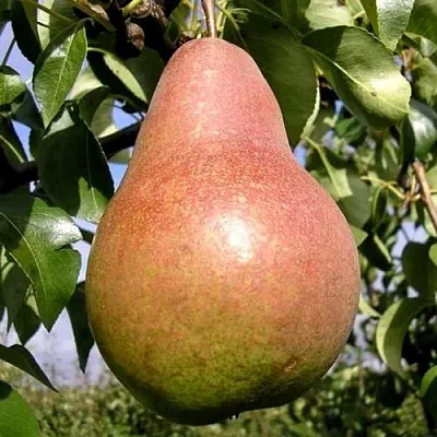 Груша КИРГИЗСКАЯ ЗИМНЯЯ в Перми