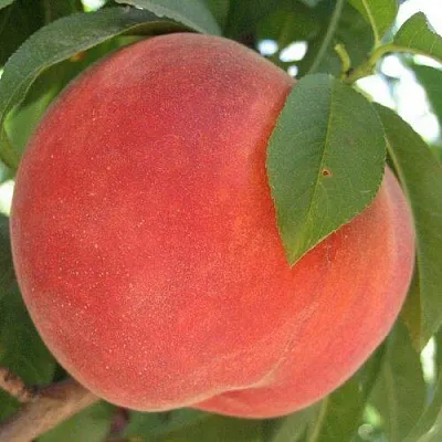 Персик МАЙСКИЙ ЦВЕТОК  Персик МАЙСКИЙ ЦВЕТОК в Перми