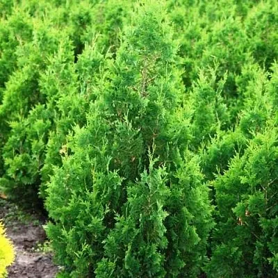 Туя СПИРАЛИС западная в Перми