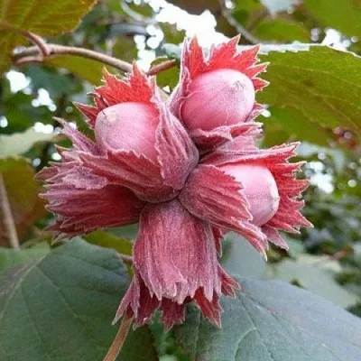 Фундук СКАРЛЕТТ  Фундук СКАРЛЕТТ в Перми