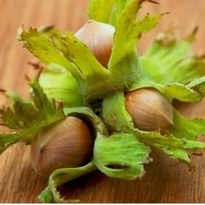 Фундук ГИГАНТ ТАМБОВСКИЙ в Перми