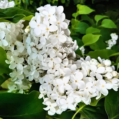 Сирень МАЛЕНЬКИЙ ПРИНЦ  Сирень МАЛЕНЬКИЙ ПРИНЦ в Перми