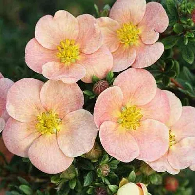 Лапчатка ДЕЙДАУН кустарниковая   Лапчатка ДЕЙДАУН кустарниковая  в Перми