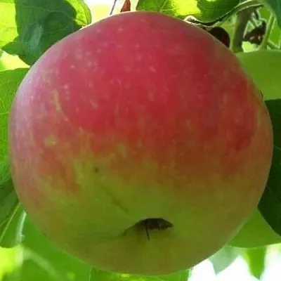 Яблоня УТРО  Яблоня УТРО в Перми