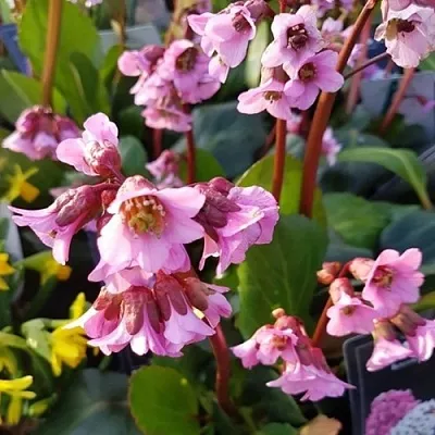 Бадан БЭБИ ДОЛЛ в Перми