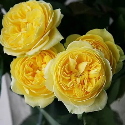 Саженцы роз КАТАЛИНА спрей  Саженцы роз КАТАЛИНА спрей в Перми