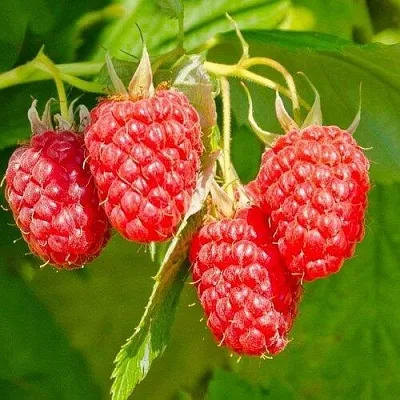 Малина ИЗОБИЛЬНАЯ  Малина ИЗОБИЛЬНАЯ в Перми