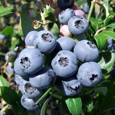 саженцы голубики