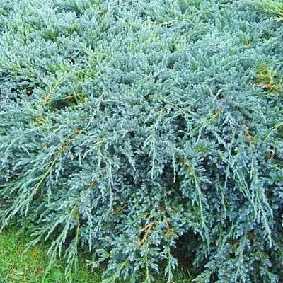 Можжевельник БЛЮ КАРПЕТ чешуйчатый  Можжевельник БЛЮ КАРПЕТ чешуйчатый в Перми