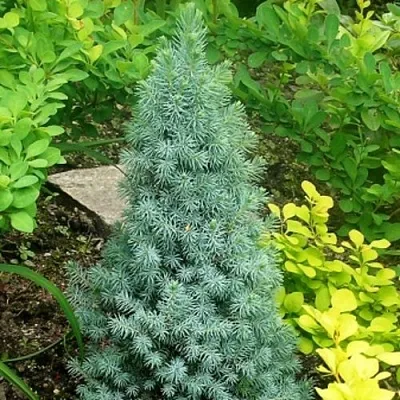 Ель КОНИКА сизая  Ель КОНИКА сизая в Перми