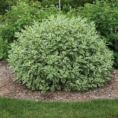 Дерен ЭЛЕГАНТИССИМА белый  Дерен ЭЛЕГАНТИССИМА белый в Перми