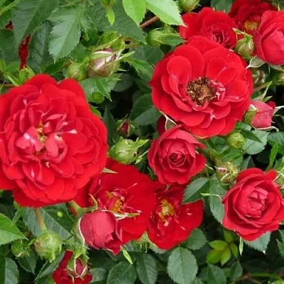 Саженцы роз РЕД КАСКАД почвопокровная  Саженцы роз РЕД КАСКАД почвопокровная в Перми