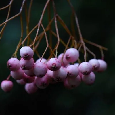 Рябина ПЕКИНСКАЯ сладкоплодная  Рябина ПЕКИНСКАЯ сладкоплодная в Перми