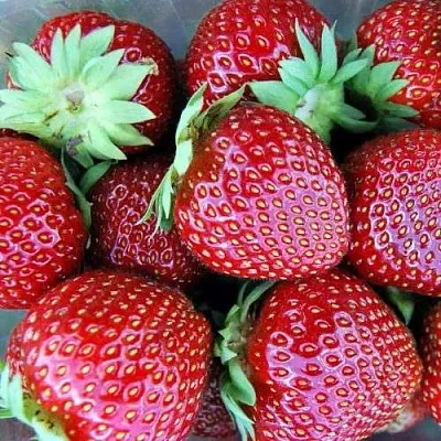 Клубника МАЛЬВИНА  Клубника МАЛЬВИНА в Перми