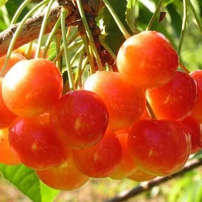 Черешня СОПЕРНИЦА  Черешня СОПЕРНИЦА в Перми