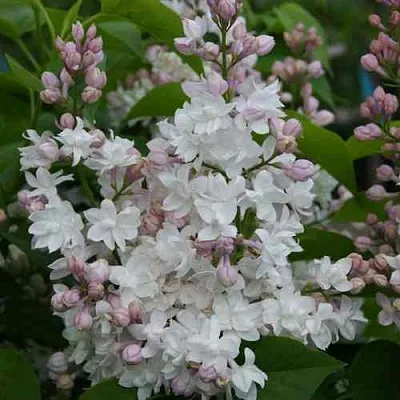 Сирень КРАСАВИЦА МОСКВЫ  Сирень КРАСАВИЦА МОСКВЫ в Перми