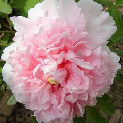 Пион БУКЕТ РОЗОВЫХ ГВОЗДИК древовидный  Пион БУКЕТ РОЗОВЫХ ГВОЗДИК древовидный в Перми