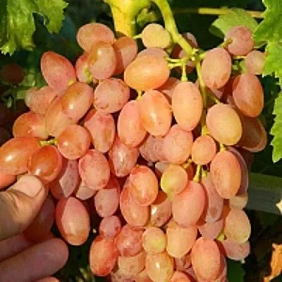 Виноград КИШМИШ ЛУЧИСТЫЙ  Виноград КИШМИШ ЛУЧИСТЫЙ в Перми