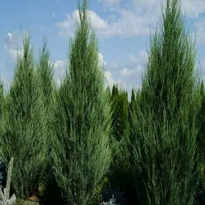 Можжевельник СКАЙРОКЕТ скальный  Можжевельник СКАЙРОКЕТ скальный в Перми