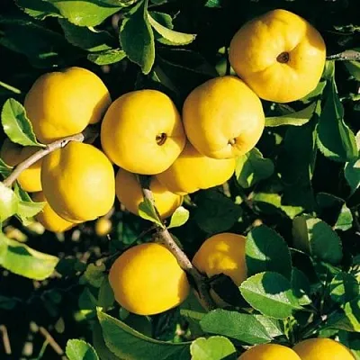 Айва ЦЕЗАРЬ в Перми