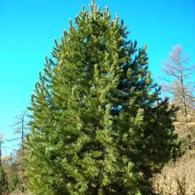 Сосна кедровая сибирская  Сосна кедровая сибирская в Перми