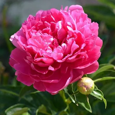 Пион БУШЕЛА травянистый  Пион БУШЕЛА травянистый в Перми