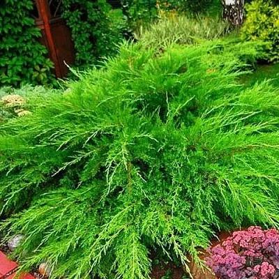 Можжевельник МИНТ ДЖУЛЕП средний  Можжевельник средний Mint Julep (МИНТ ДЖУЛЕП) в Перми