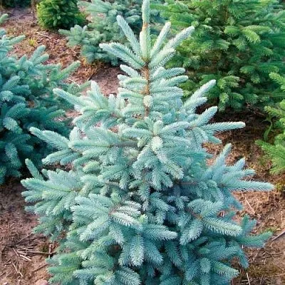 Ель КЕЙБАБ колючая  Ель КЕЙБАБ колючая в Перми