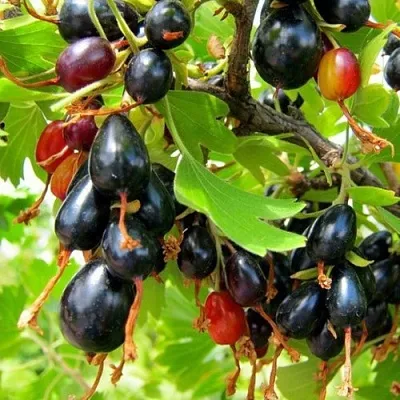 Смородина золотистая БОКАЛИНСКАЯ  Смородина золотистая БОКАЛИНСКАЯ в Перми