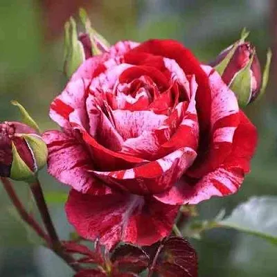 Саженцы роз ДИП ИМПРЕШН флорибунда в Перми