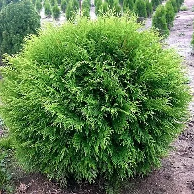 Туя ЛИТЛ ЧЕМПИОН западная  Туя ЛИТЛ ЧЕМПИОН западная в Перми