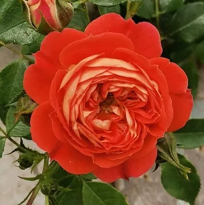 Саженцы роз СТАРЛЕТ РОУЗ КАРМЕН плетистая  Саженцы роз СТАРЛЕТ РОУЗ КАРМЕН плетистая в Перми