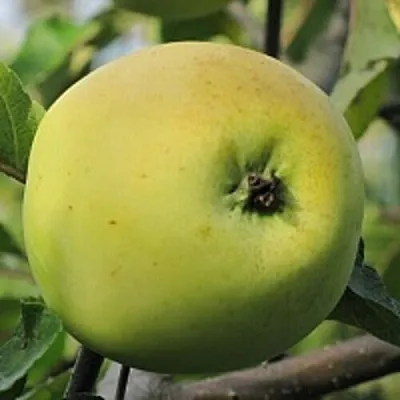 Яблоня РОССИЯНКА  Яблоня РОССИЯНКА в Перми