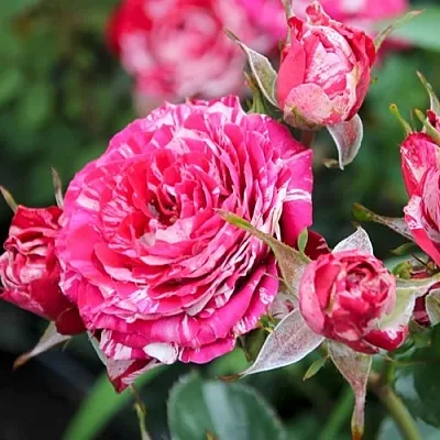 Саженцы роз АРРОУ ФОЛИЕС спрей  Саженцы роз АРРОУ ФОЛИЕС спрей в Перми