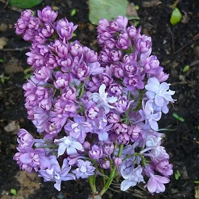 Сирень НАДЕЖДА  Сирень НАДЕЖДА в Перми