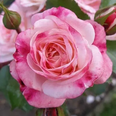 Саженцы роз РОЗЕНШТАДТ ФРАЙЗИНГ шраб  Саженцы роз РОЗЕНШТАДТ ФРАЙЗИНГ шраб в Перми