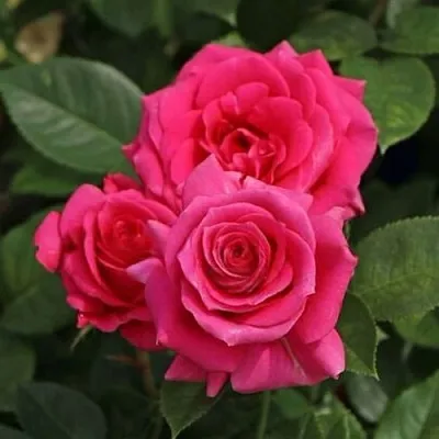 Саженцы роз ЛАВ ЛЕТТЕР флорибунда  Саженцы роз ЛАВ ЛЕТТЕР флорибунда в Перми